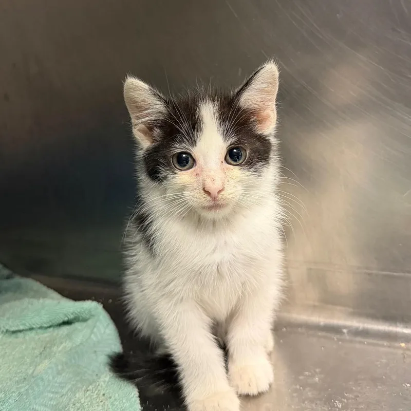 A baby small-sized male White Domestic Short Hair cat named Koi for adoption in Tuscaloosa, AL