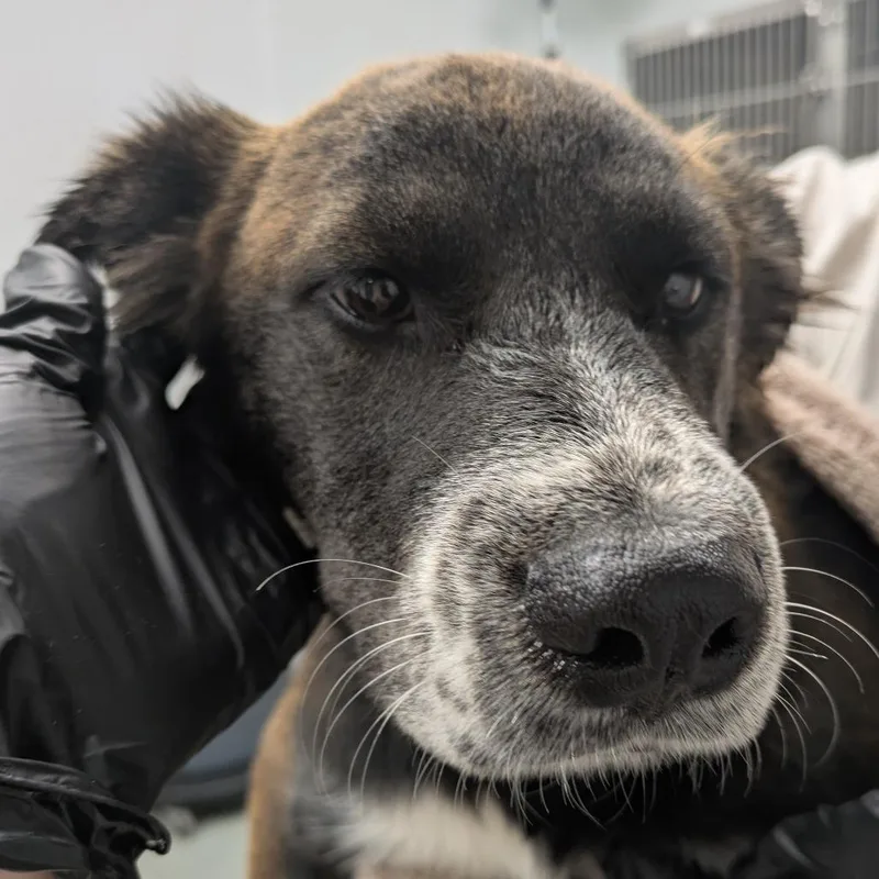 A young medium-sized male Brown / Chocolate Shepherd dog named Zeus for adoption in Abilene, TX