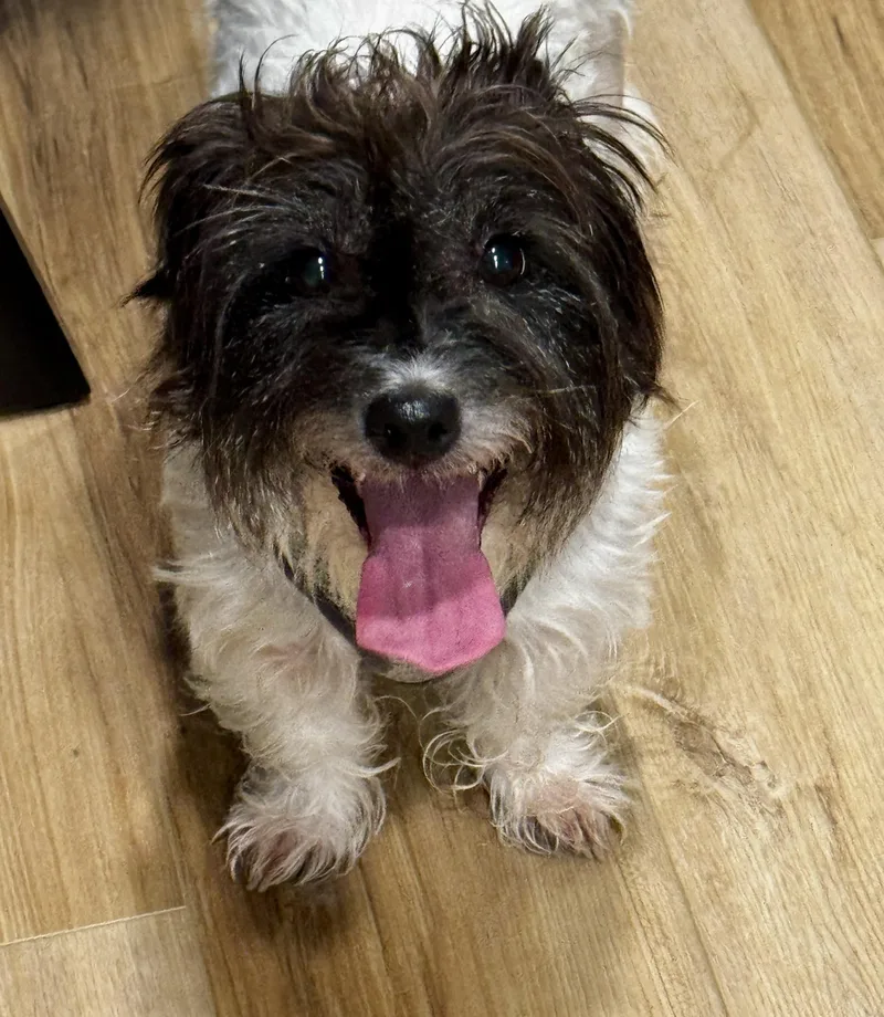 An adult small-sized female Black Jack Russell Terrier dog named Maple for adoption in Homer Glen, IL