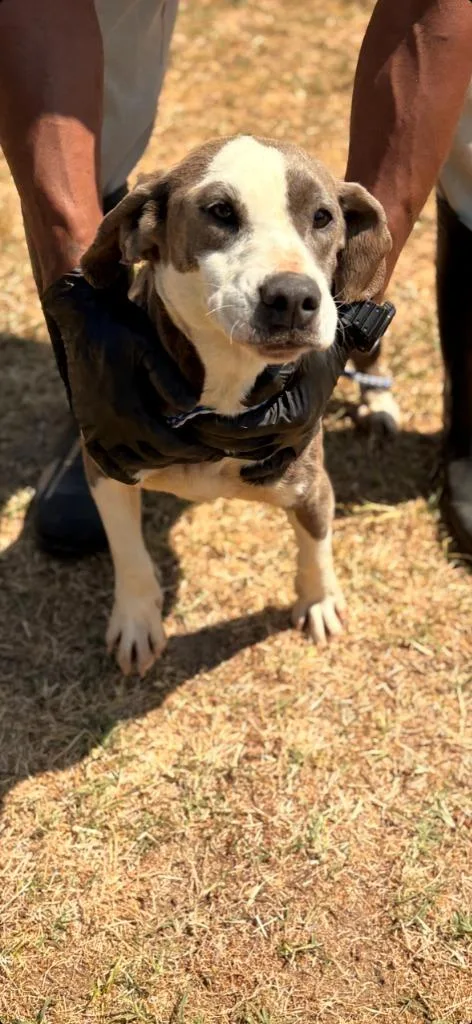 A young medium-sized female Mixed Breed dog named Timber for adoption in Effingham, SC