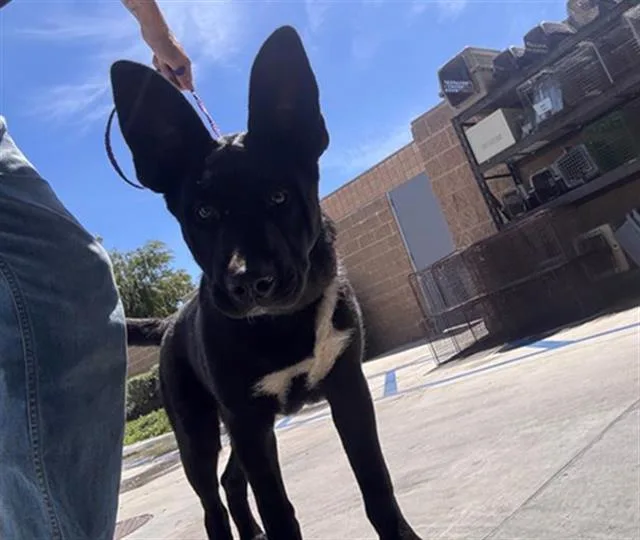 A young medium-sized female German Shepherd Dog dog named Luna for adoption in Tustin, CA