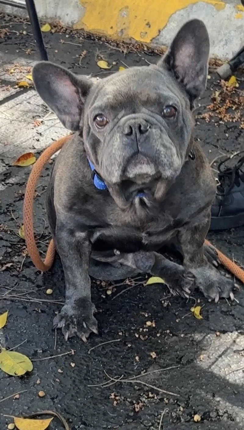 An adult medium-sized male French Bulldog dog named Brice for adoption in Margate, FL