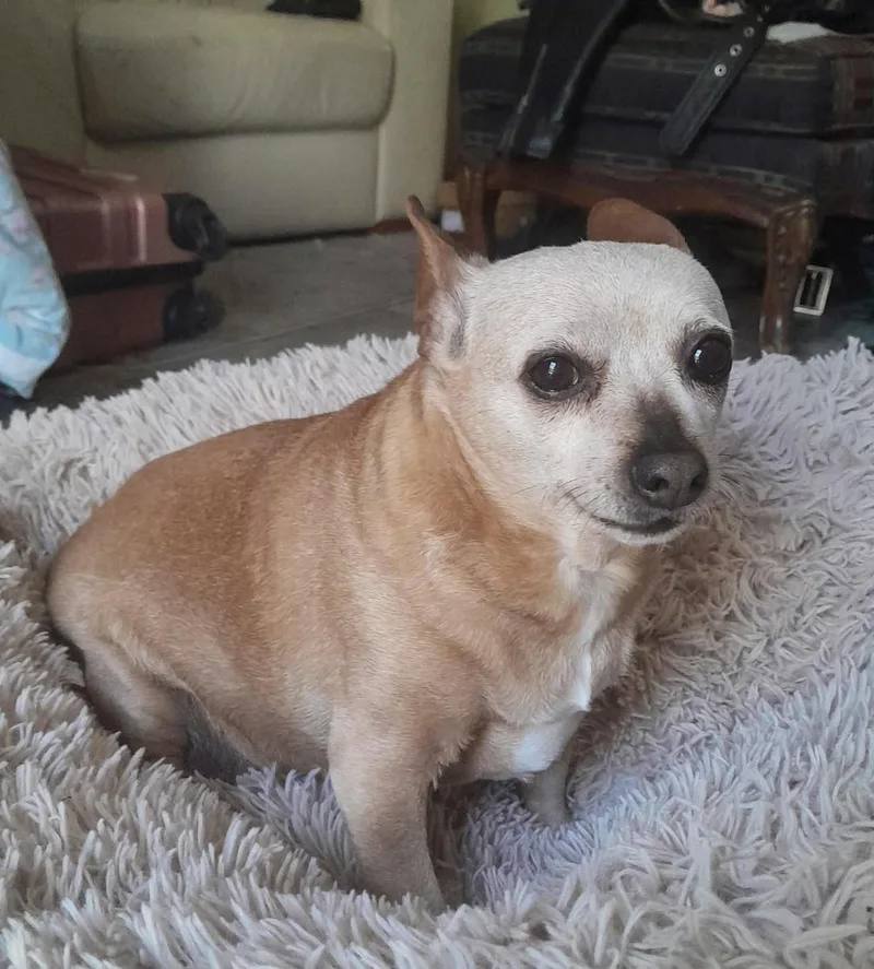 A senior small-sized female Chihuahua dog named Hope for adoption in Livermore, CA