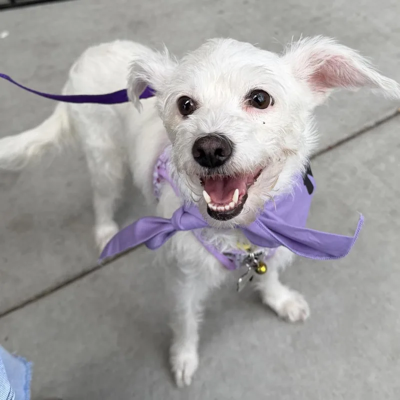 A young small-sized female White / Cream Maltese dog named Cupcake for adoption in Escondido, CA