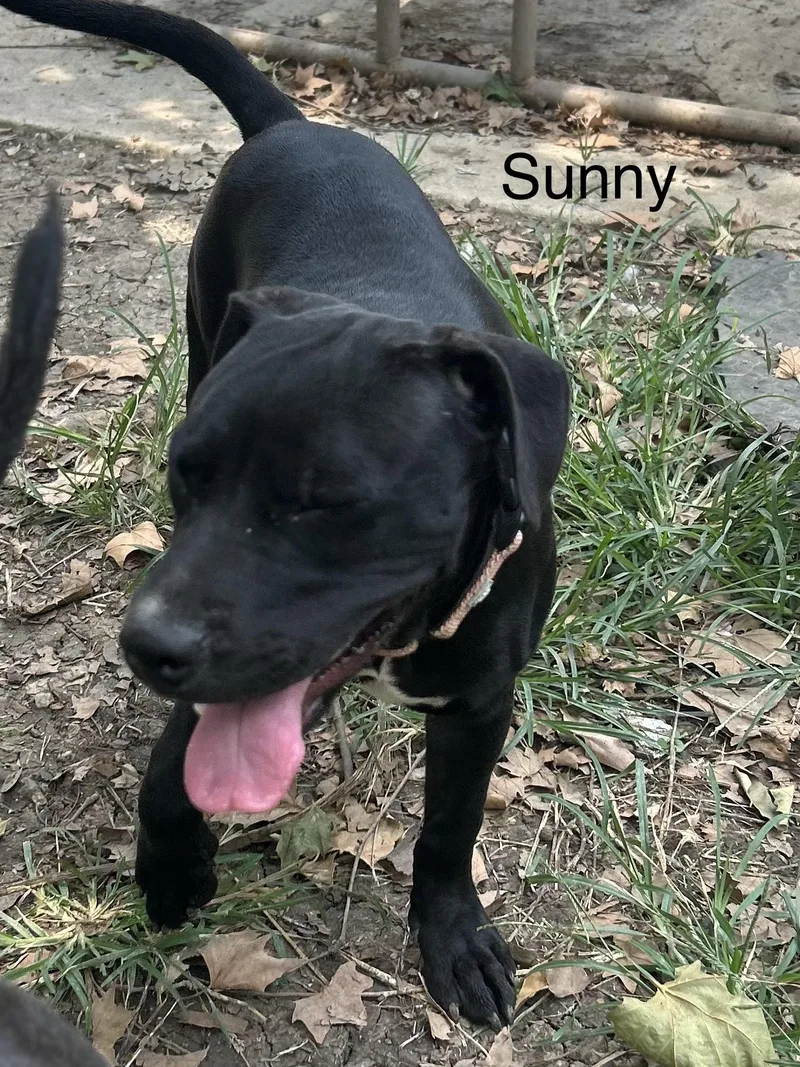 A baby medium-sized female Terrier dog named Sunny for adoption in San Antonio, TX