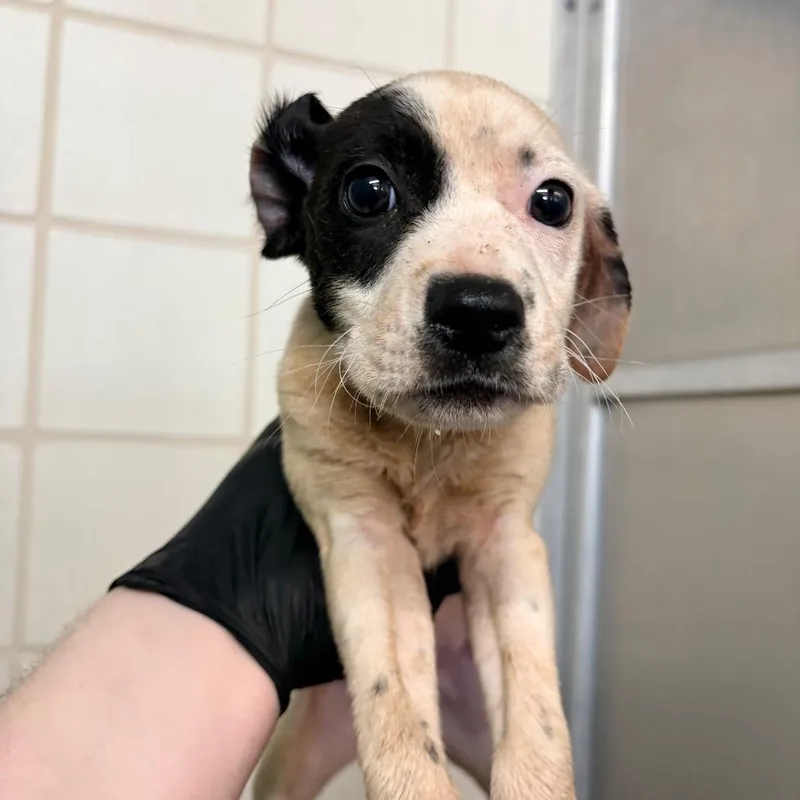 A baby small-sized male White / Cream Pit Bull Terrier dog named Kell for adoption in Bryan, TX