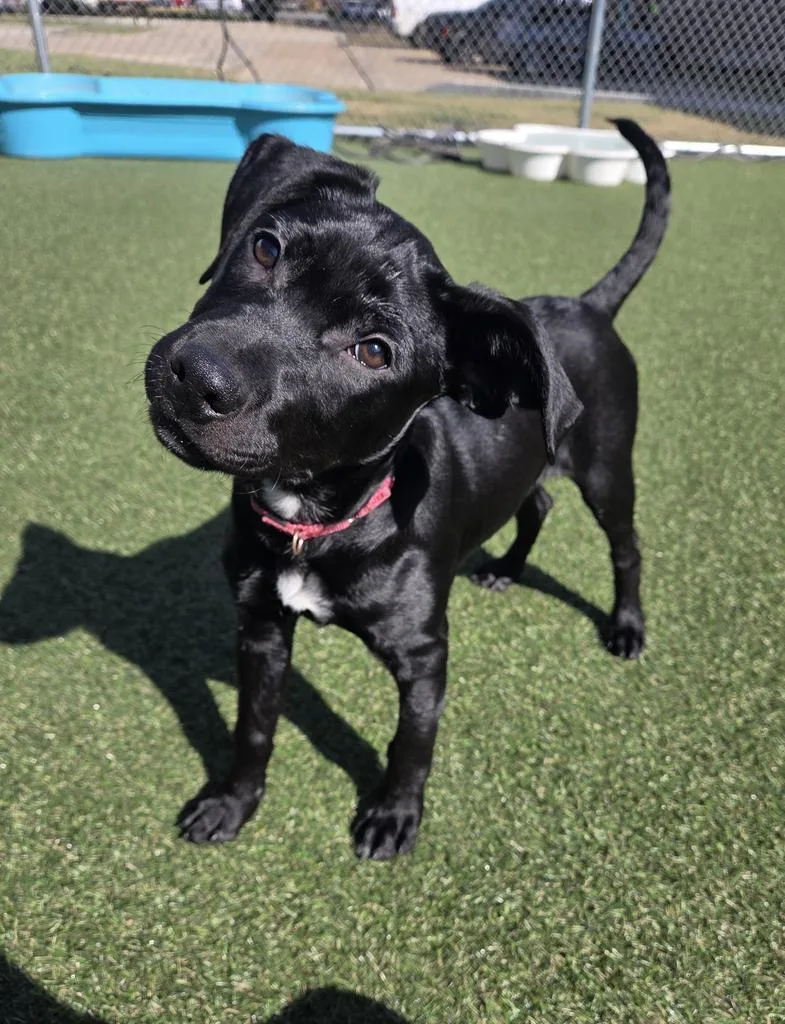 A baby large-sized female Labrador Retriever dog named Joy for adoption in New Orleans, LA
