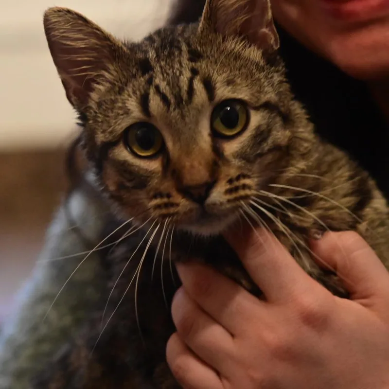 An adult medium-sized male Brown / Chocolate Domestic Short Hair cat named Archibald for adoption in Evanston, IL