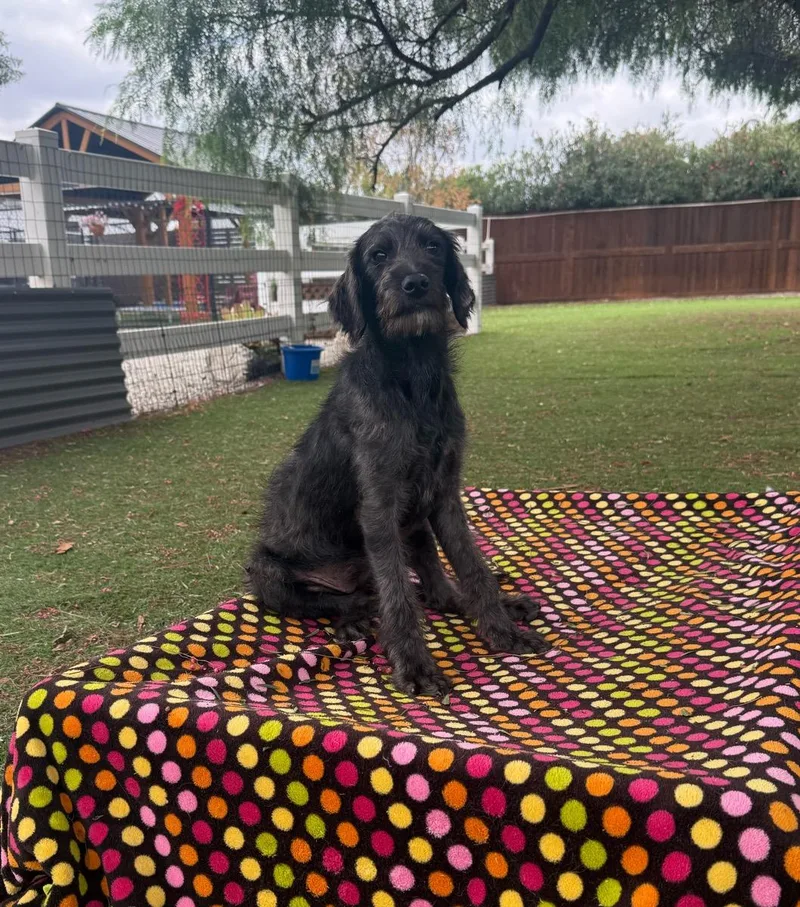 A young medium-sized female Black Goldendoodle dog named Raven for adoption in Temecula, CA