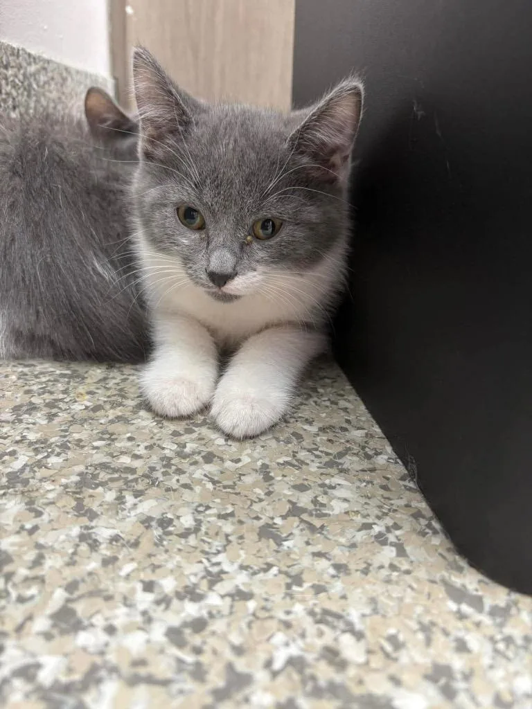 A baby small-sized female Domestic Short Hair cat named Cake Batter for adoption in Van Wert, OH