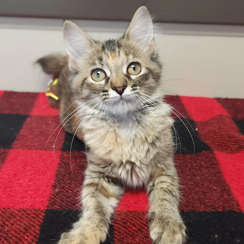 A baby medium-sized female Torbie cat named Seadragon for adoption in Marshfield, WI