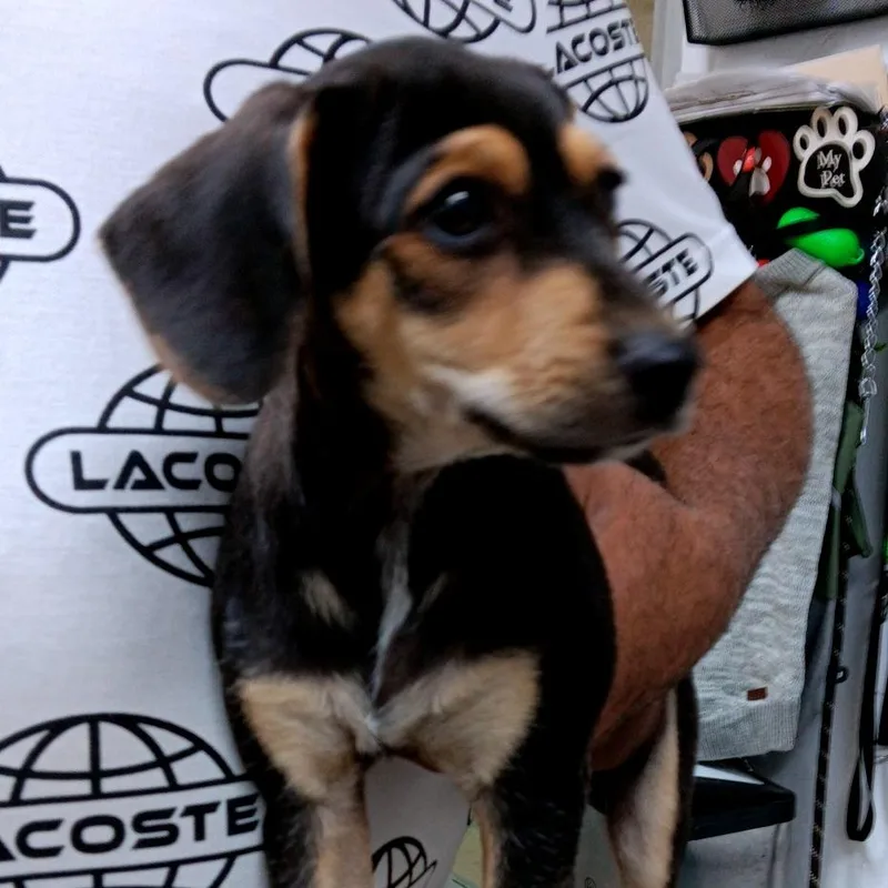 A baby medium-sized male Black Mixed Breed dog named Jafer for adoption in Guaynabo, PR