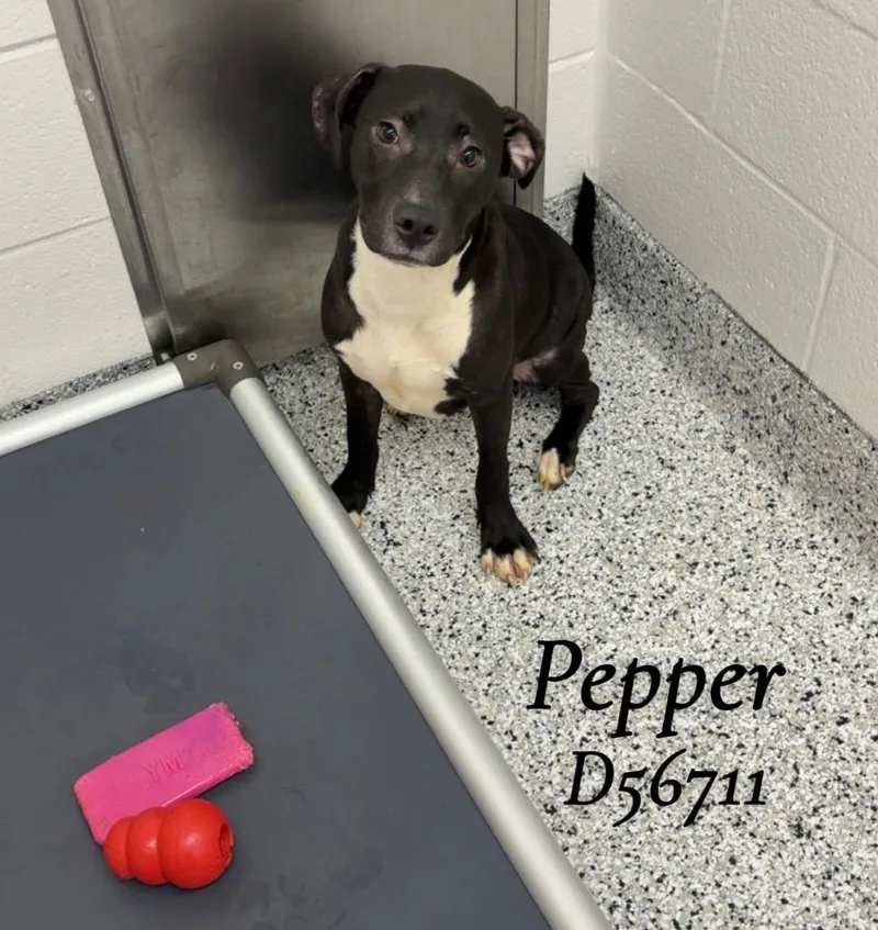 Pepper thumbnail 2