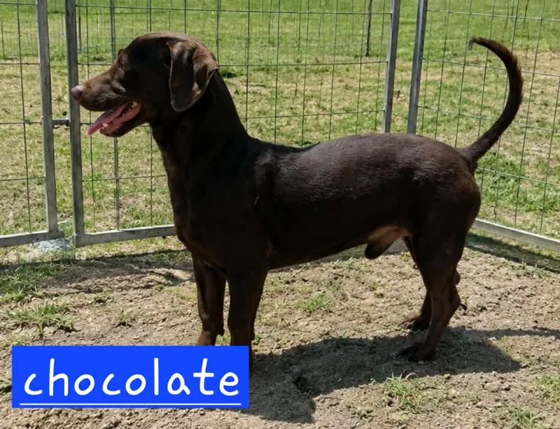 Choco thumbnail 2