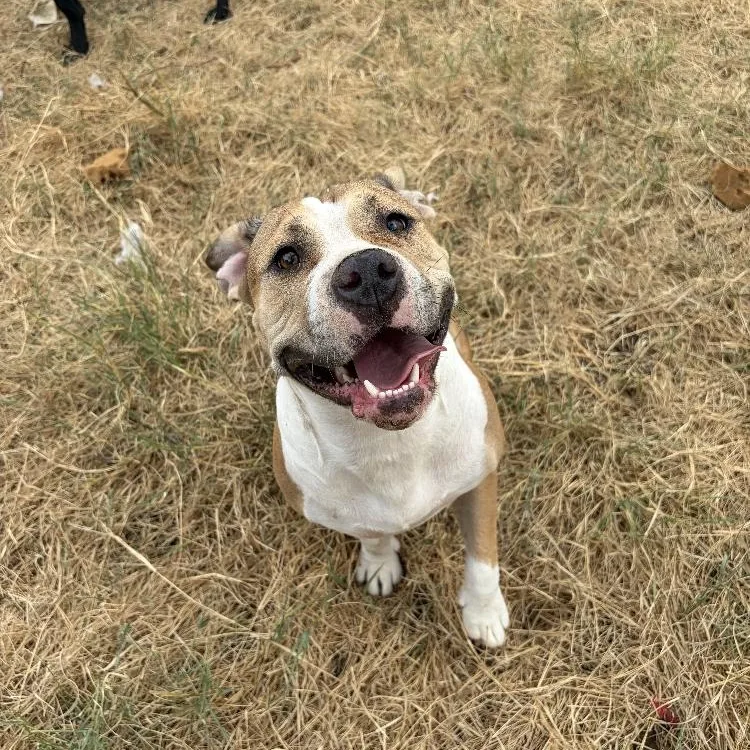 An adult medium-sized female Bulldog dog named Vegas for adoption in Paradise, TX