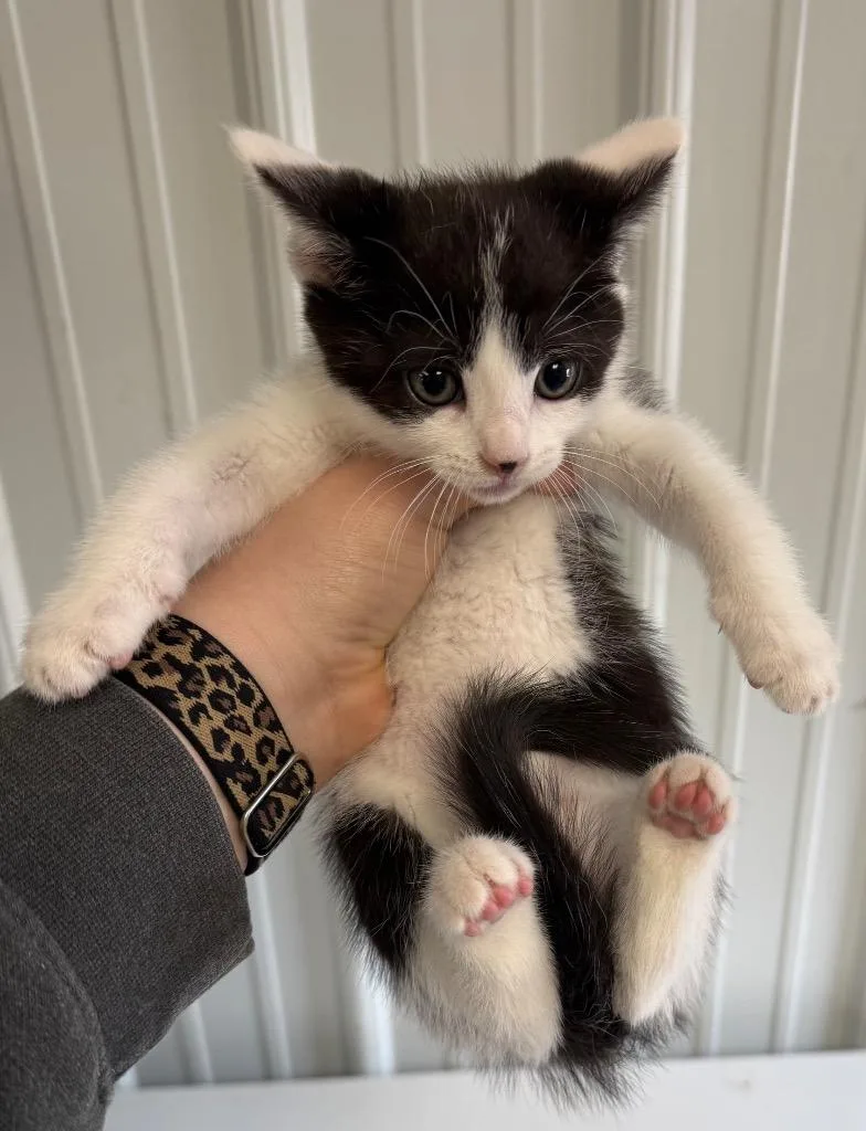 A baby small-sized male Domestic Short Hair cat named Scout for adoption in Greencastle, IN