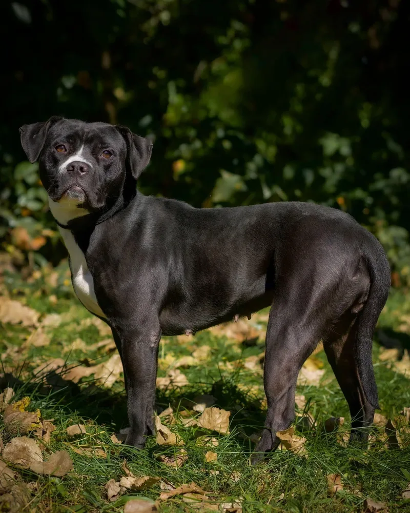 An adult medium-sized female Black Pit Bull Terrier dog named Mayhem for adoption in Bridgeport, CT