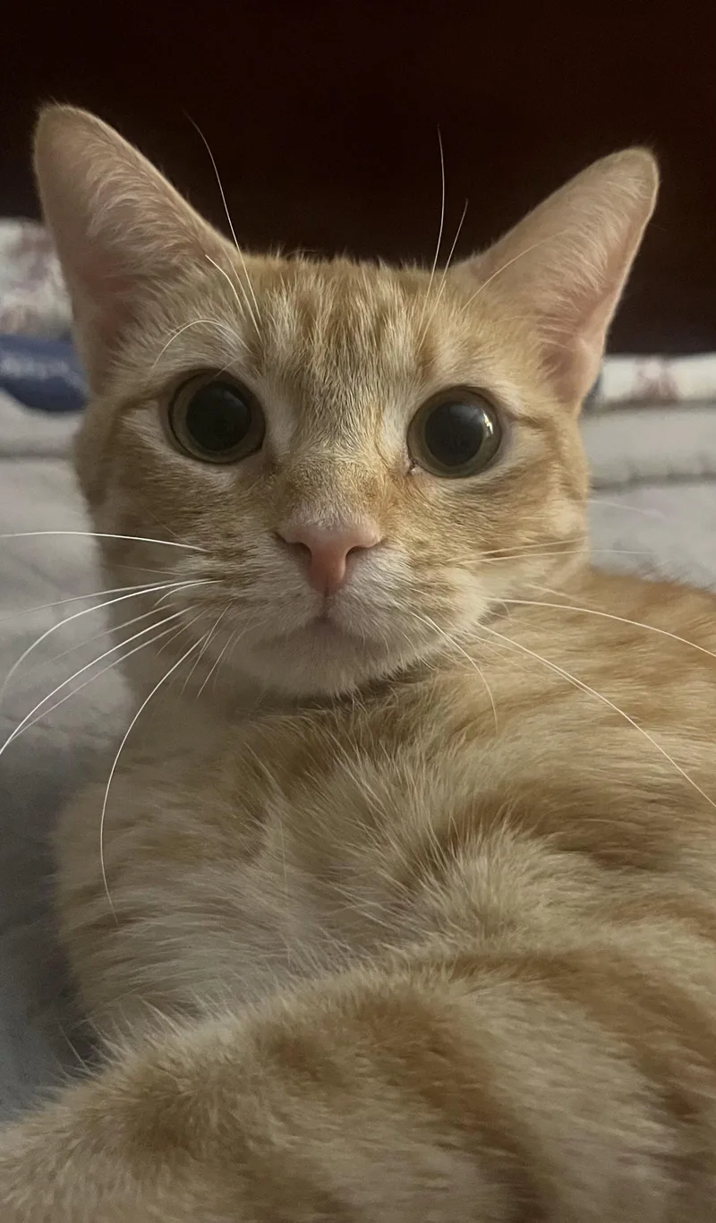 An adult medium-sized female Orange / Red Domestic Short Hair cat named Orange Mamacita for adoption in Wilmington, NC