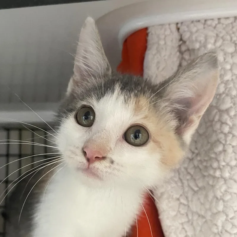 A baby small-sized female Calico Domestic Short Hair cat named DeLorean for adoption in Chicago, IL