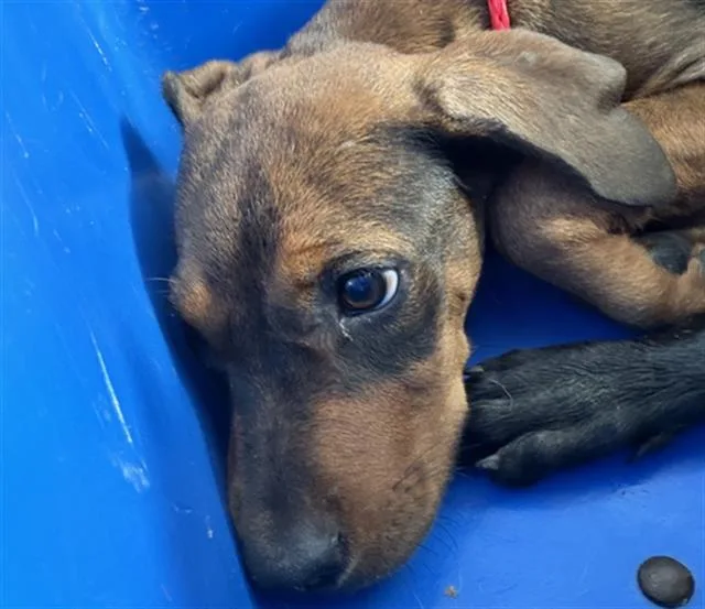 A baby large-sized female Mixed Breed dog named Cleo for adoption in Dallas, TX