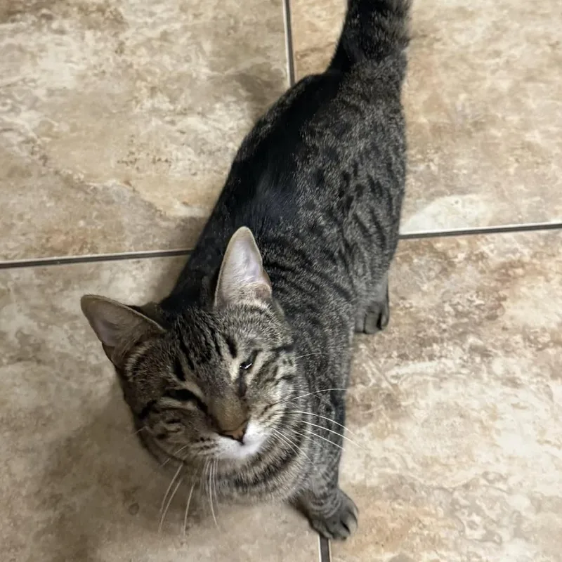 A young large-sized female Gray / Blue / Silver Domestic Short Hair cat named Ruffles for adoption in Austin, TX