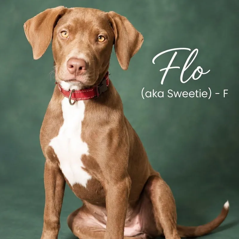 A baby medium-sized female Redbone Coonhound dog named Flo for adoption in Cranston, RI