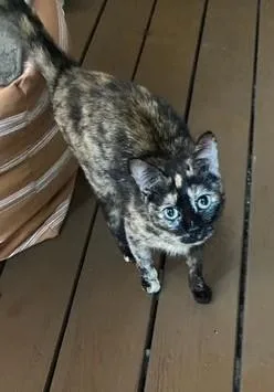A young small-sized female Tortoiseshell cat named Luna Beautiful and for adoption in Ringoes, NJ