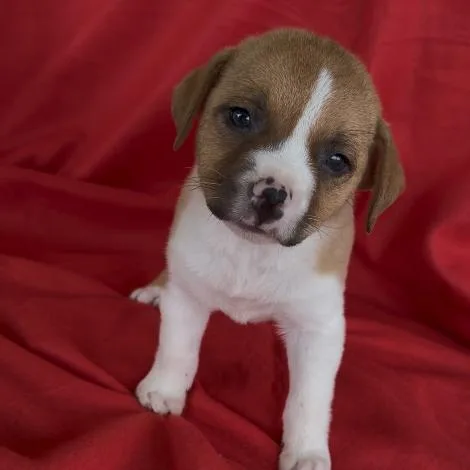 A baby small-sized female Yellow / Tan / Blond / Fawn Jack Russell Terrier dog named Strawberry for adoption in Partlow, VA