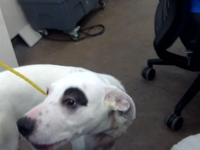 A young large-sized male Mixed Breed dog named Moe for adoption in Dallas, TX