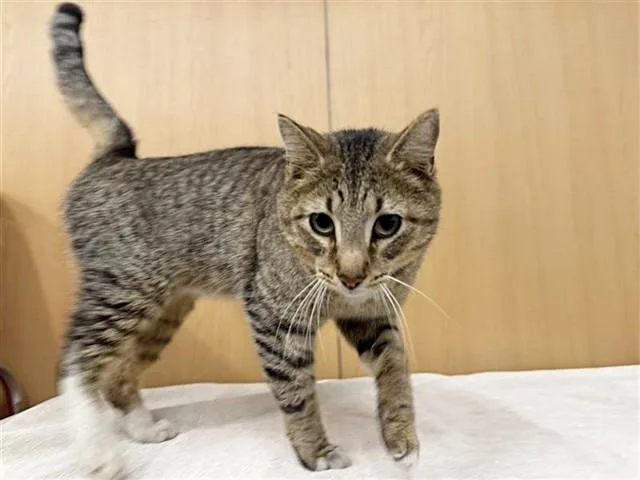 A young medium-sized male Domestic Short Hair cat named Noodle for adoption in Saint Louis, MO