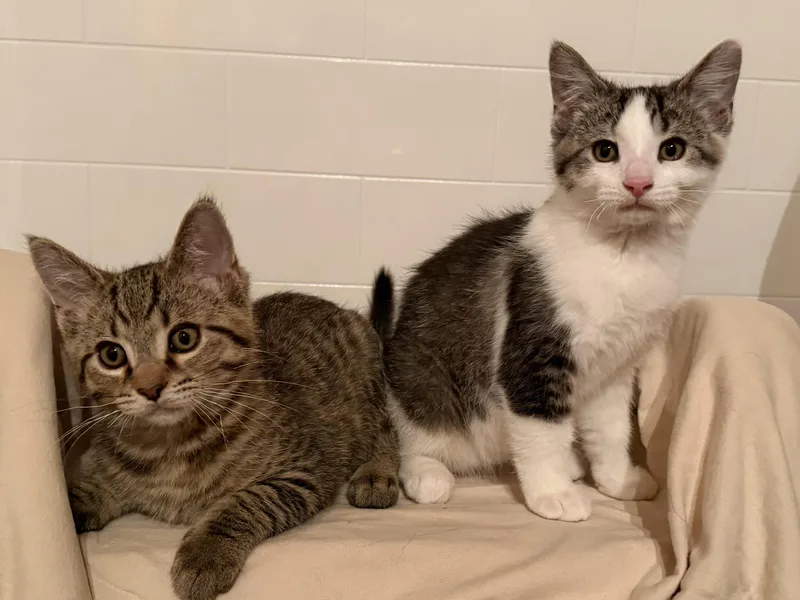 A baby small-sized male Tabby (Brown / Chocolate) Domestic Short Hair cat named Bear & Sushi for adoption in Novi, MI