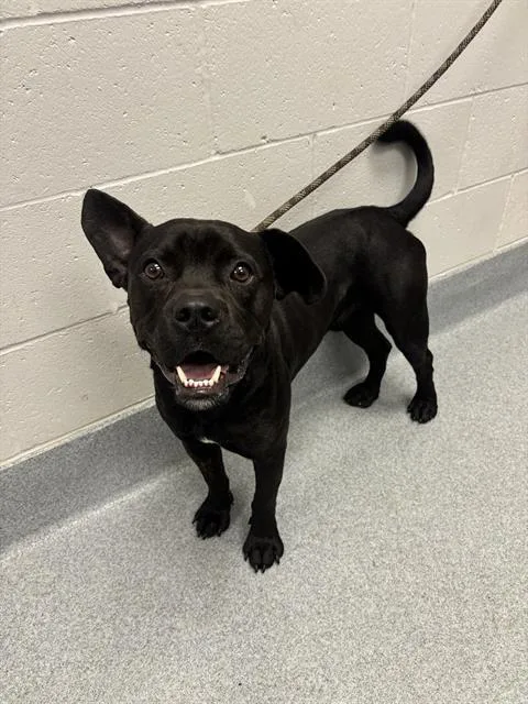 A young medium-sized male Pit Bull Terrier dog named Sirius for adoption in Indianapolis, IN