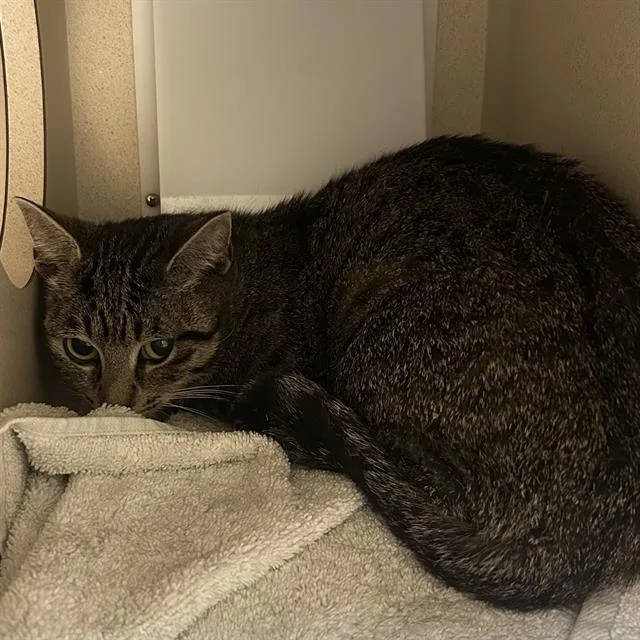 An adult small-sized female Domestic Short Hair cat named Janet J for adoption in Denver, CO