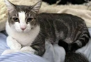 A young medium-sized female Gray & White Domestic Short Hair cat named Charlotte & Jovie for adoption in Lemoyne, PA