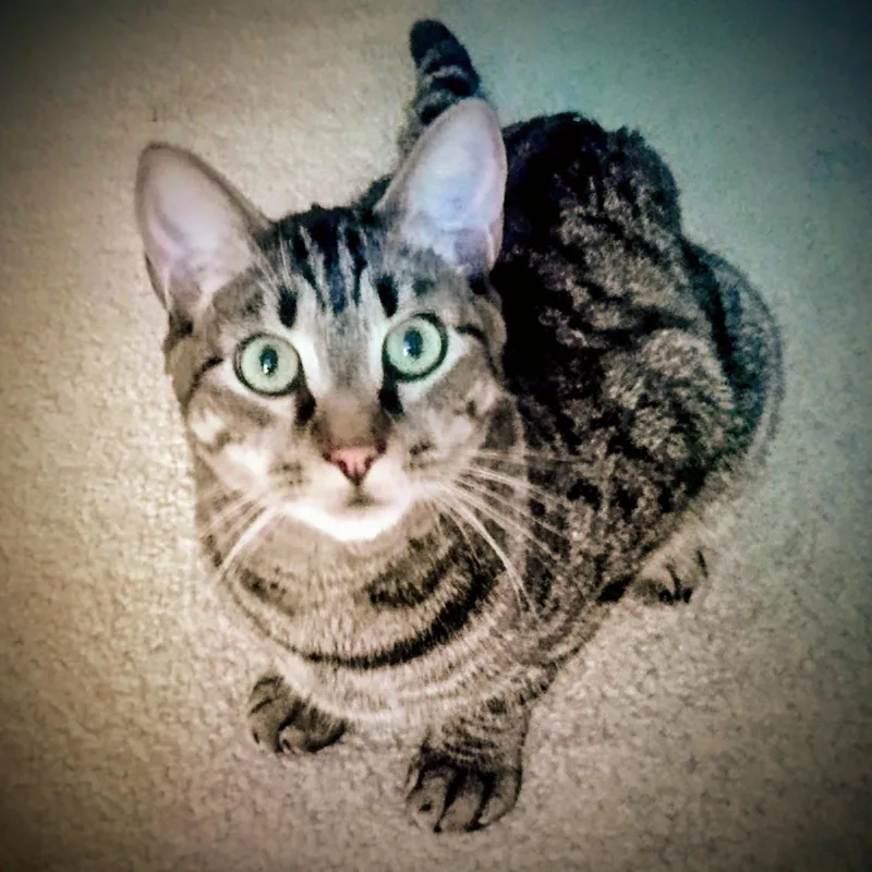 A young medium-sized male Tabby (Buff / Tan / Fawn) Domestic Short Hair cat named Cello & Charango for adoption in Palm Harbor, FL