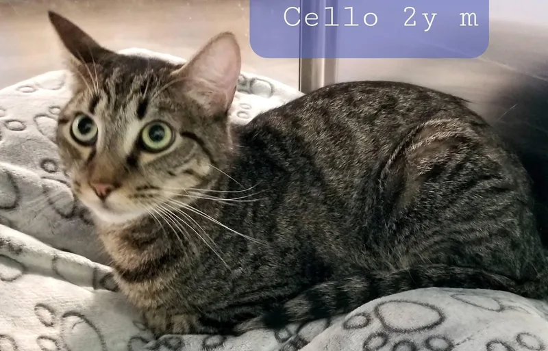 Cello & Charango thumbnail 4