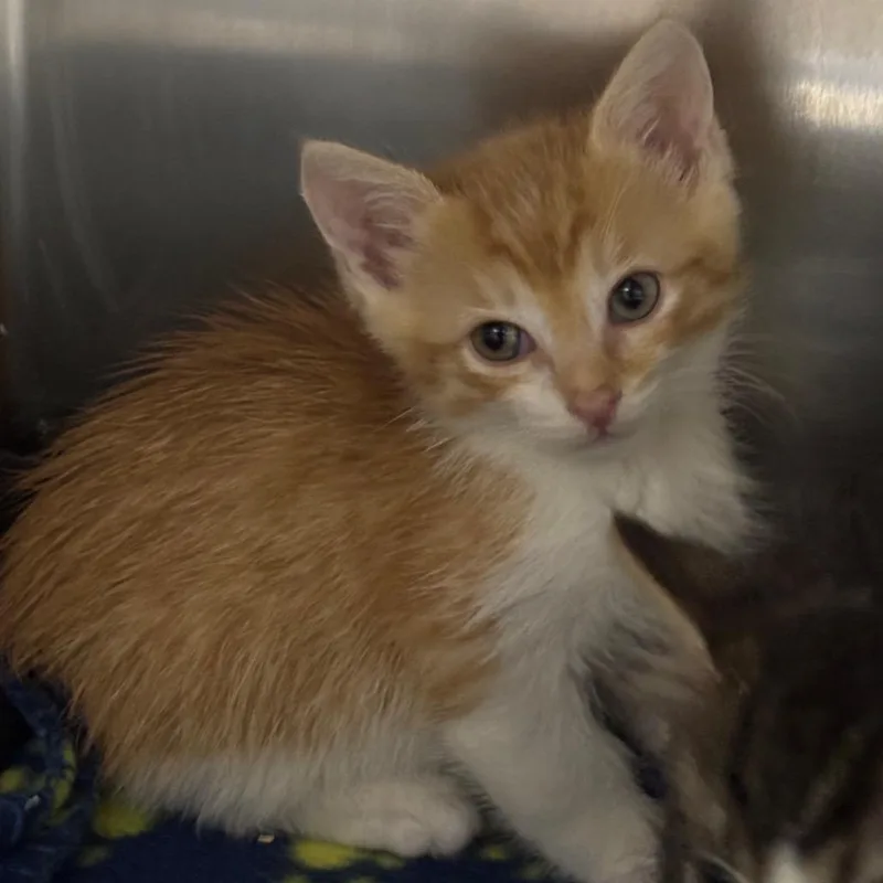 A baby small-sized male Orange / Red Domestic Medium Hair cat named Oswald for adoption in Hawthorne, CA