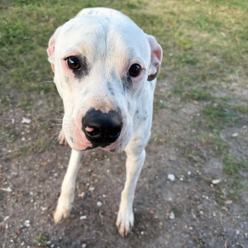 A young medium-sized male White / Cream Terrier dog named Toby for adoption in Corpus Christi, TX