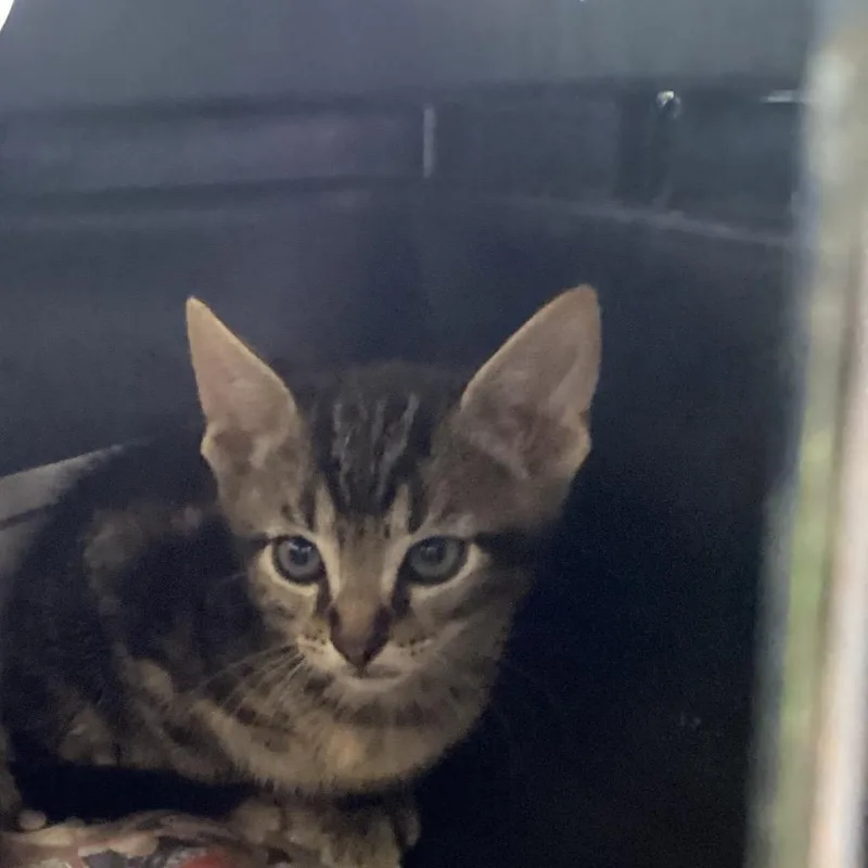 A baby small-sized male Gray / Blue / Silver Domestic Short Hair cat named Richie for adoption in Montgomery, AL