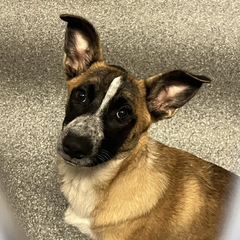 A baby small-sized female Brown / Chocolate Australian Cattle Dog / Blue Heeler dog named Dally for adoption in Durango, CO