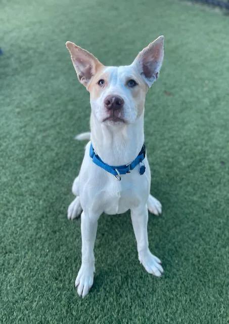 A young large-sized male Mixed Breed dog named Hawk for adoption in Dallas, TX