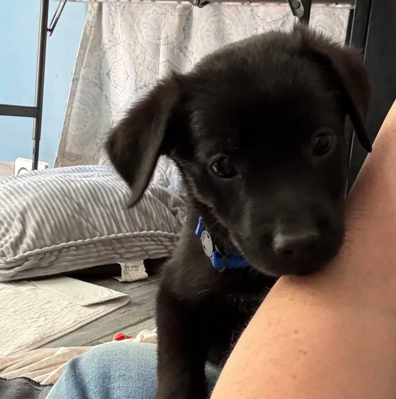 A baby large-sized male Australian Shepherd dog named Prince for adoption in Berlin, NJ