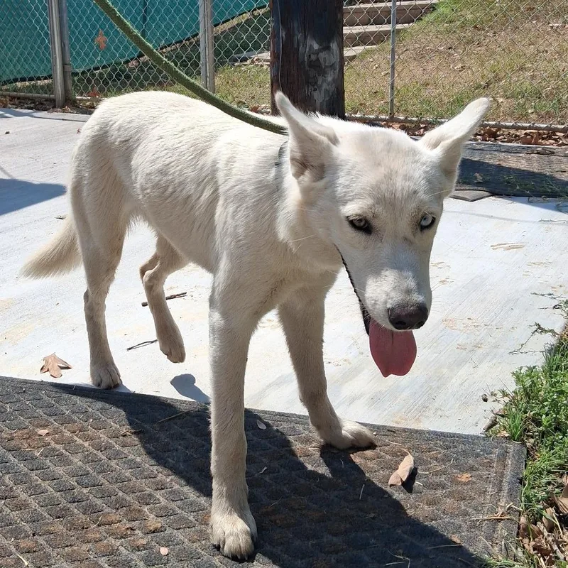 An adult medium-sized female Husky dog named Esmerelda for adoption in Denison, TX
