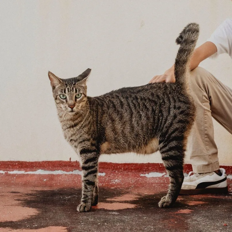 A young medium-sized male Tabby (Gray / Blue / Silver) Domestic Short Hair cat named Teddy for adoption in New York, NY
