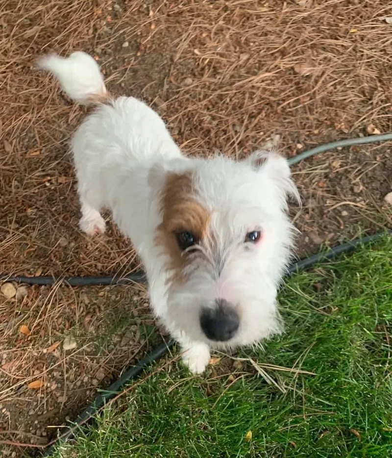 A senior small-sized male Terrier dog named Scooter for adoption in Littleton, CO