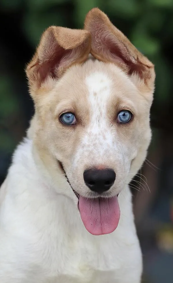 Skye Blu von Schonbeck