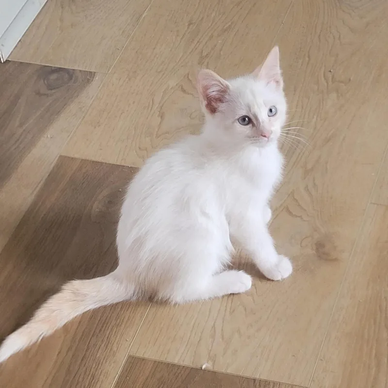 A baby medium-sized female Flame Point Siamese cat named Bambi for adoption in Wyandotte, MI