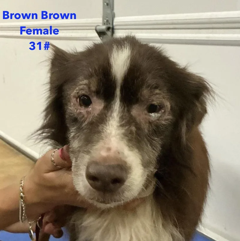 A senior medium-sized female Australian Shepherd dog named Brown Brown Smith for adoption in Arlington, TX