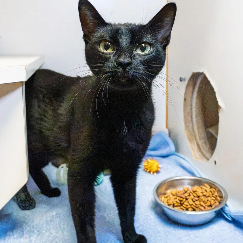 A young medium-sized female Black Domestic Short Hair cat named Sparkplug for adoption in South Elgin, IL