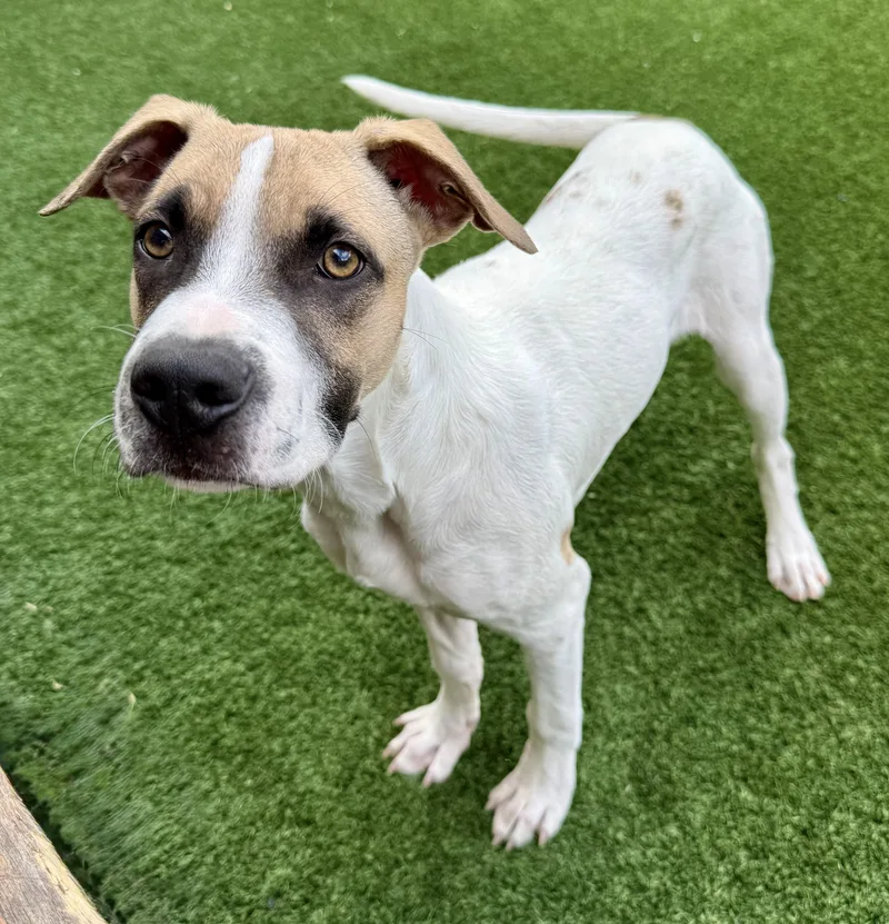 A baby medium-sized male Tricolor (Brown, Black, & White) Black Mouth Cur dog named Wyatt for adoption in Houston, TX